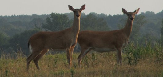 Two deer at David Crockett State Park in Lawrenceburg, Tennessee (Hollis Pictures)
