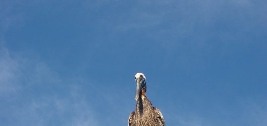 Pelican in Pinellas County, Florida (Hollis Pictures)