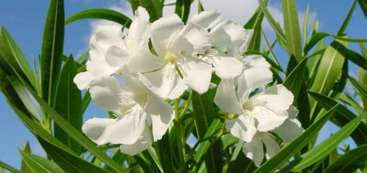 White Flower Bush in Tampa, Florida (Hollis Pictures)