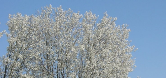 White Flowered Tree in Tennessee (Hollis Pictures)