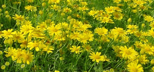Yellow Flowers in Tampa, Florida (Hollis Pictures)
